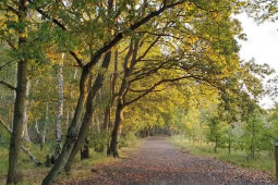 Commons Conservators Welcome Big Give Appeal Success